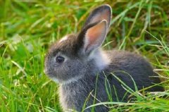 1975年属兔男2024年全年运势运程详解  49岁属兔人在2024年的运势男性